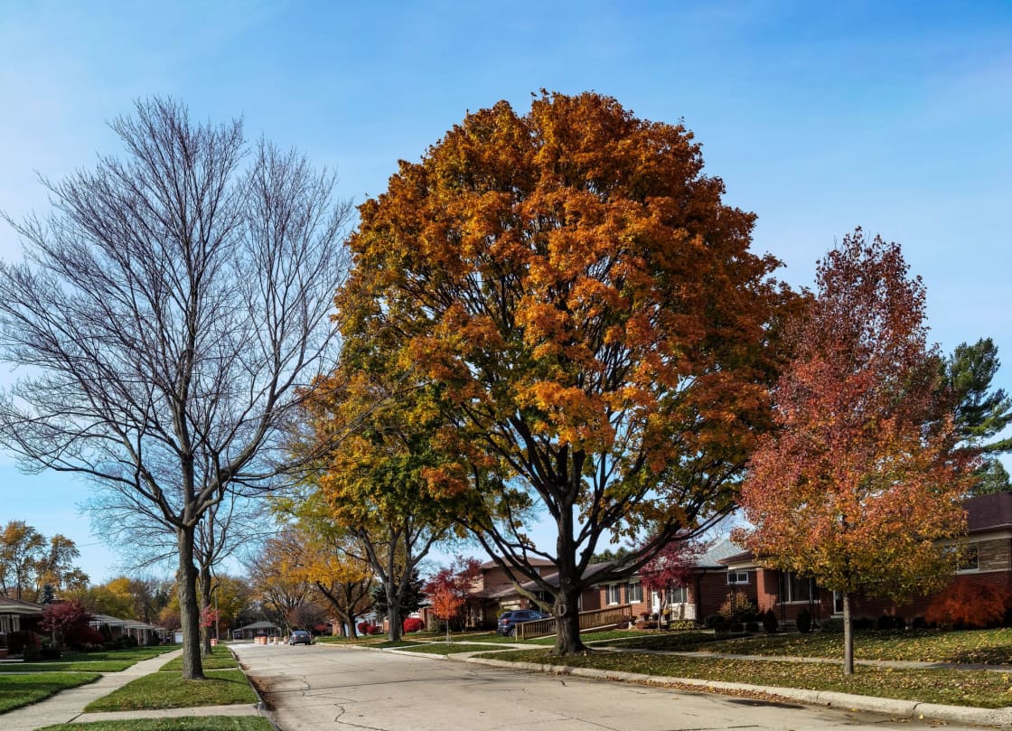 A large maple in full autumn color over an established residential street
