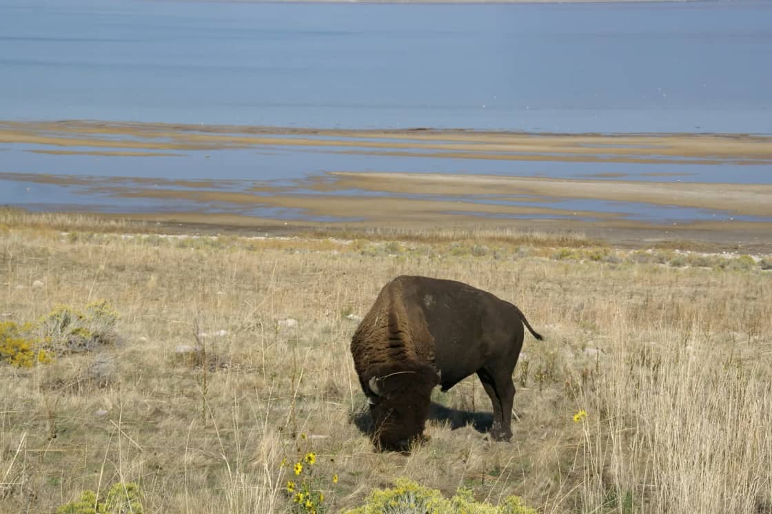 A single American bison grazing head-down in dry golden grassland, with pale mudflats and the shallow blue water of a large lake stretching across the background