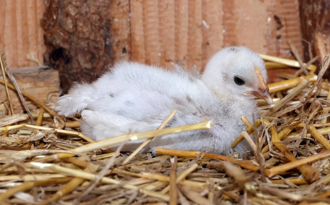 A single young white chick resting on straw bedding inside a wooden coop