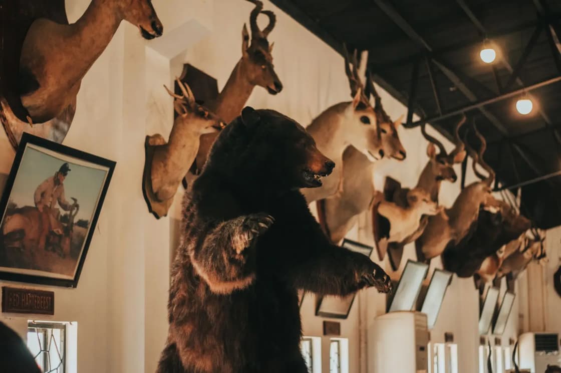 Stuffed animals including bear deer roe deer and other cloven hoofed animals in museum