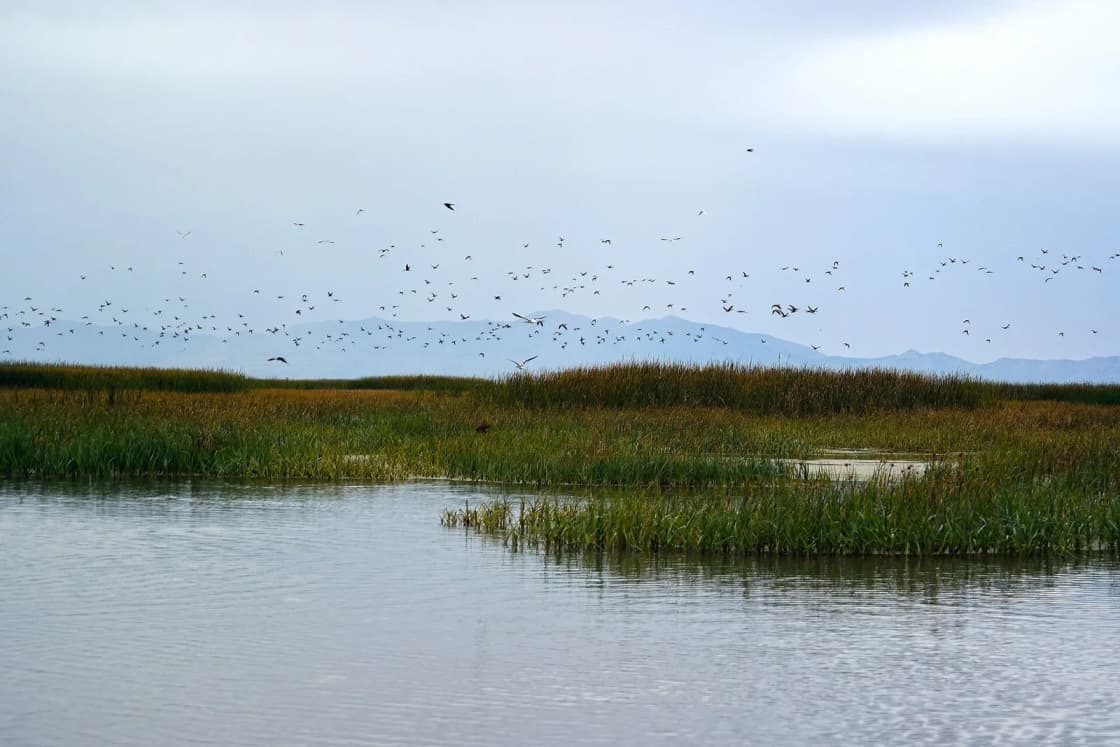 A flock of birds flies over marsh grass and open water at Bear River Migratory Bird Refuge, with mountains behind.