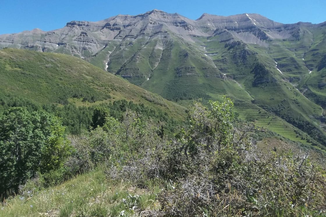 The long gray ridgeline of Mount Timpanogos rising beyond green slopes and scrub oak, seen from the trail on Big Baldy on a clear summer day