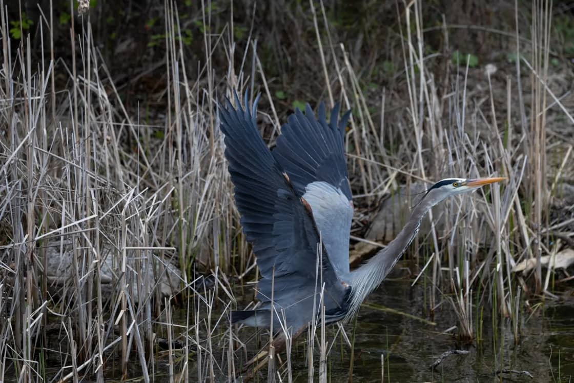 A great blue heron lifting off from shallow water with wings spread among pale dry reeds
