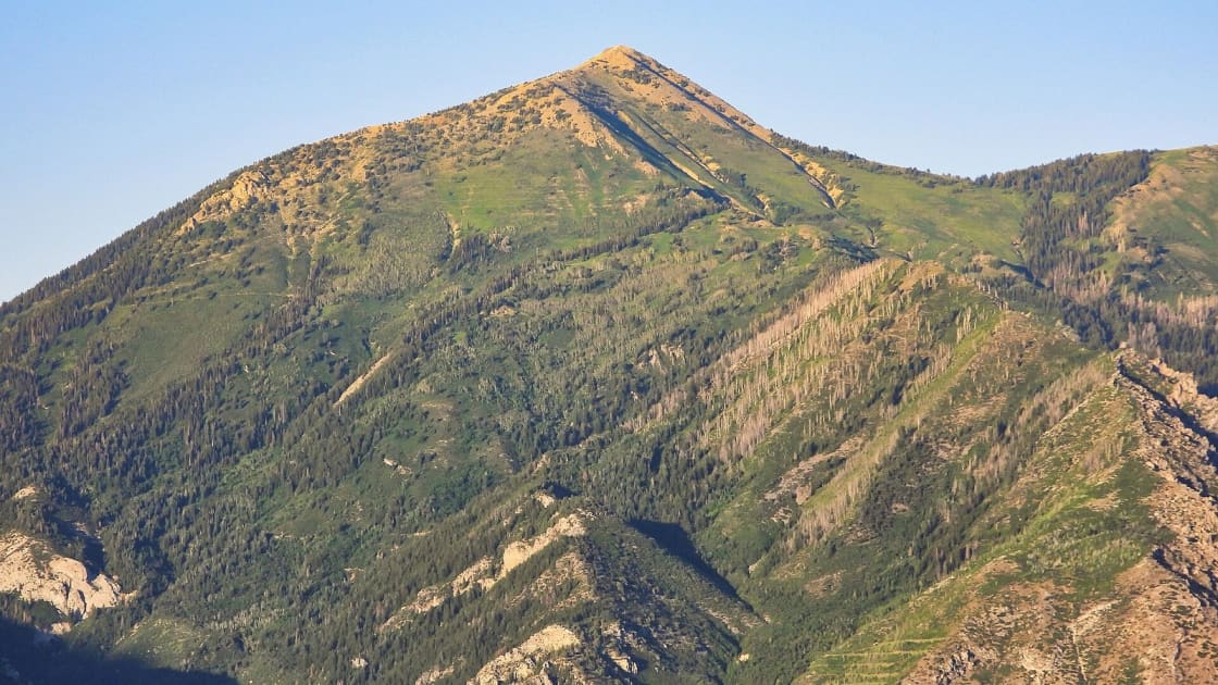 Box Elder Peak's pointed summit catching warm, low sunlight above its west face, a patchwork of green slopes, dark conifers, stands of pale dead trees and light rock outcrops under a clear blue sky