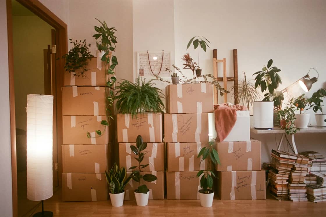 A wall of stacked moving boxes topped and surrounded by potted houseplants in a bright room, with a floor lamp and books waiting to be packed