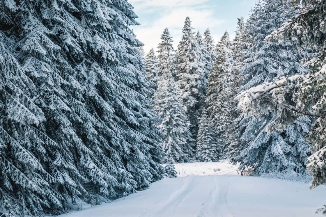 A narrow snowy track winds between tall snow-laden fir trees in a mountain forest under a blue sky — cutting a Christmas tree with a permit near Provo
