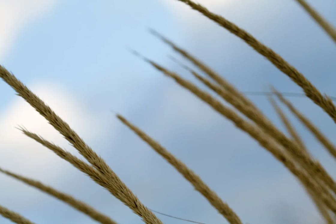 Tall dry weeds and grasses growing thickly across open sandy ground