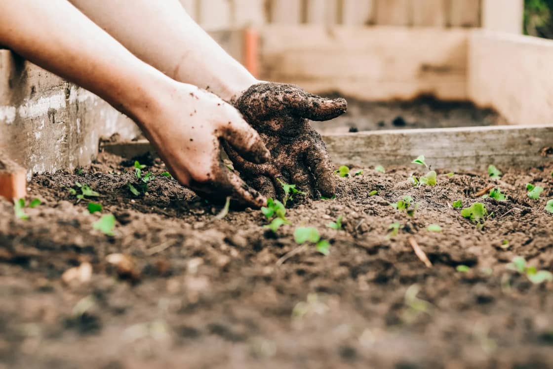 Dirt-covered hands press soil around small seedlings in a raised wooden garden bed, the start of a spring planting.