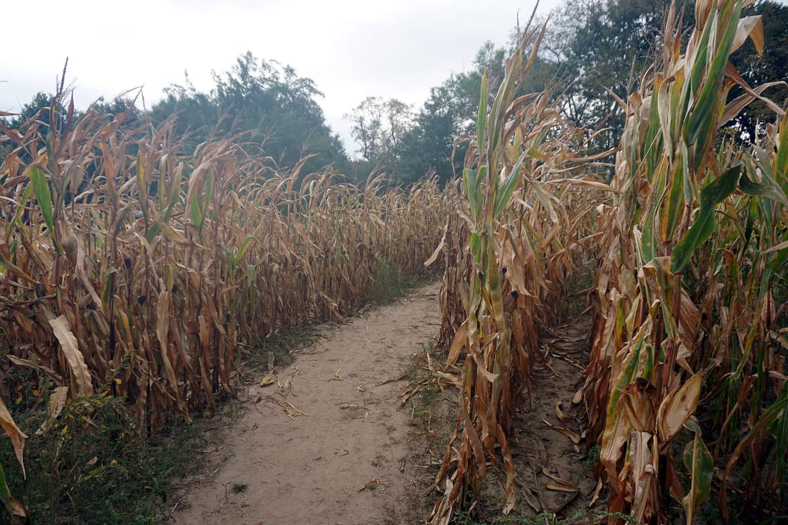 A dirt path curving between two tall walls of drying corn stalks in a corn maze, brown and green leaves arching overhead against an overcast sky