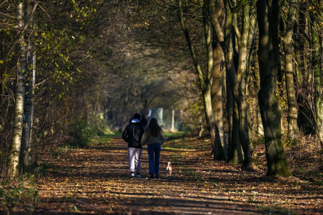 Two people walking a dog down a leaf-covered woodland path under tall bare trees in autumn