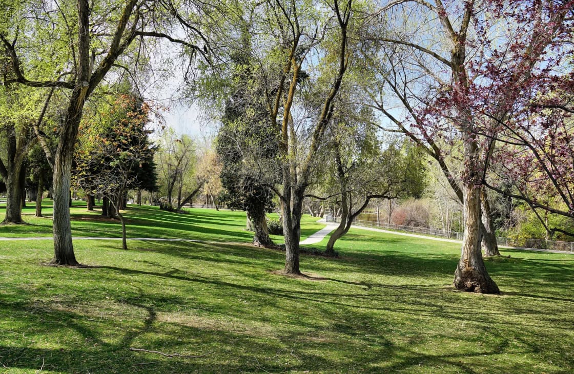 A wide green lawn at Layton Commons Park with tall shade trees just coming into leaf and paved paths curving through the grass