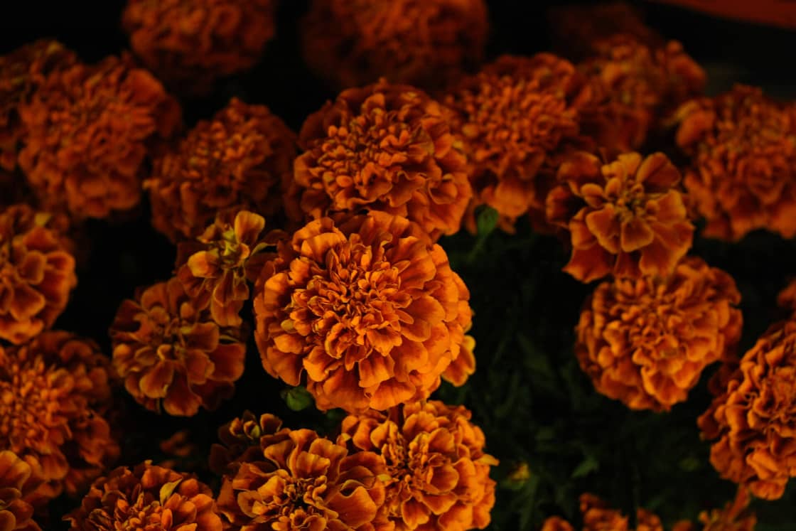 Orange marigold flowers massed in bloom, the cempasúchil traditionally used to line the path for returning souls during Día de los Muertos