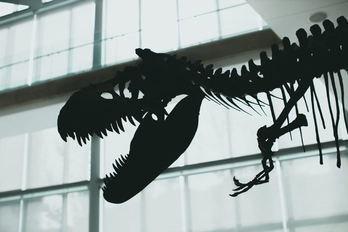 The silhouette of a mounted tyrannosaur skeleton, jaws open, seen against a tall bright window wall inside a museum gallery