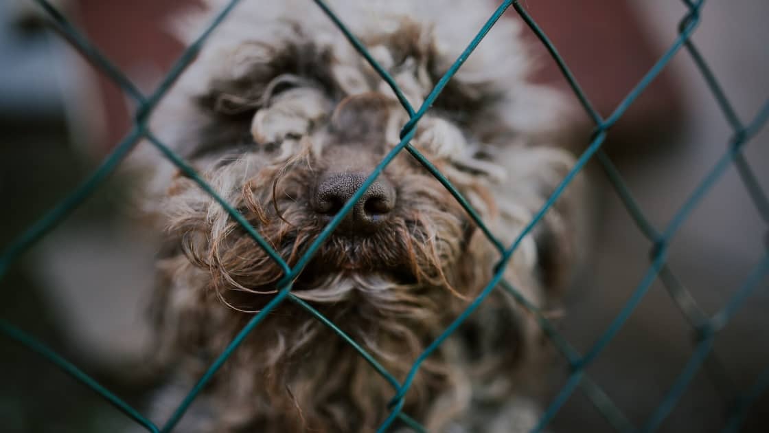 A shaggy brown and cream dog pressing its muzzle against a green chain-link fence, with a blurred yard behind it