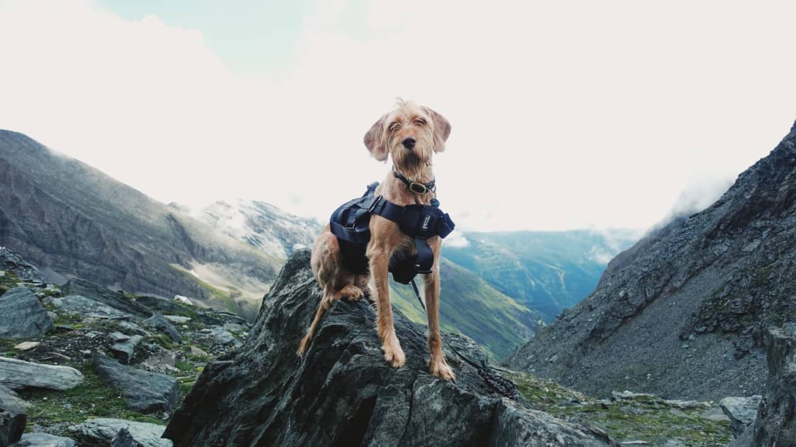 A dog in a harness standing on a rock outcrop above a green mountain valley