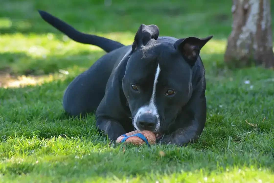A black dog lying in the grass with a ball