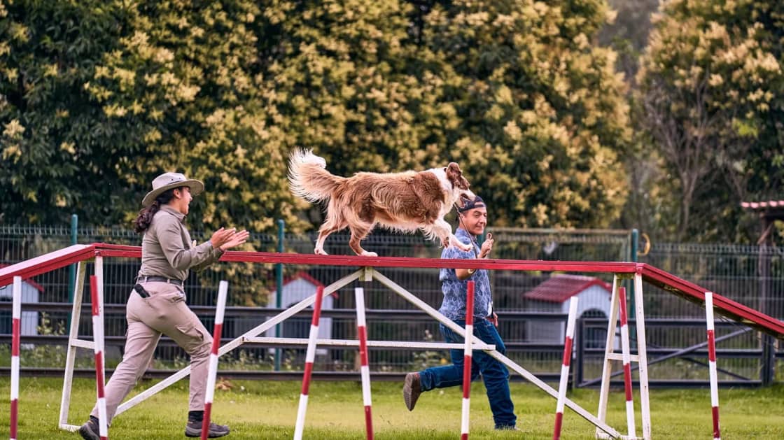 A brown and white dog clearing a low striped agility jump on a grass course, with two handlers running alongside in front of autumn trees