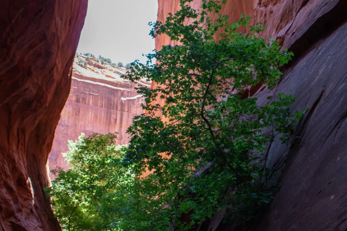 Sheer red sandstone walls of Singing Canyon, a short slot off the Burr Trail near Boulder, with green trees growing on the sandy floor.
