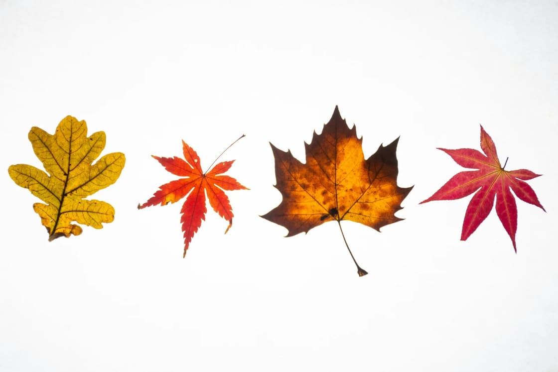 Four autumn leaves, oak, two maples and a sycamore-like leaf in yellow, orange, brown and red, laid in a row on white paper.