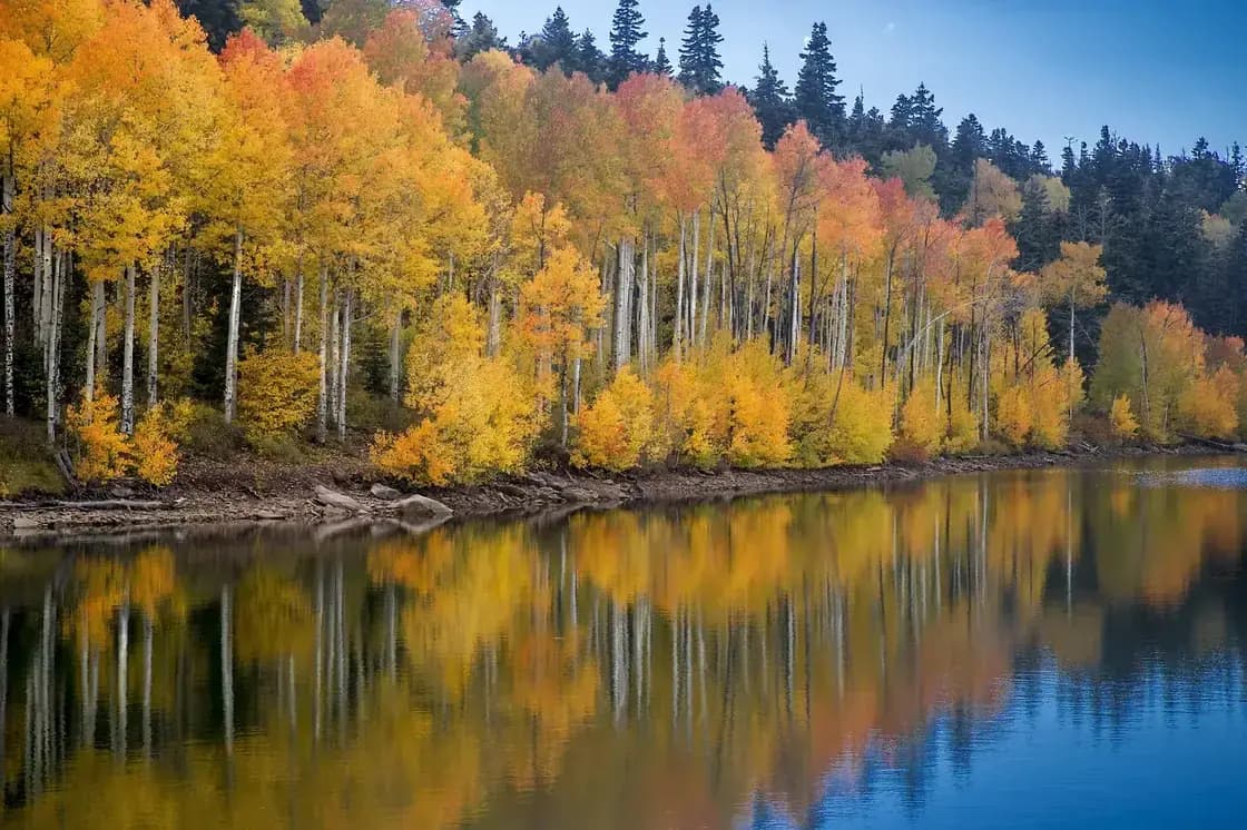 Golden aspens reflected in still water in autumn