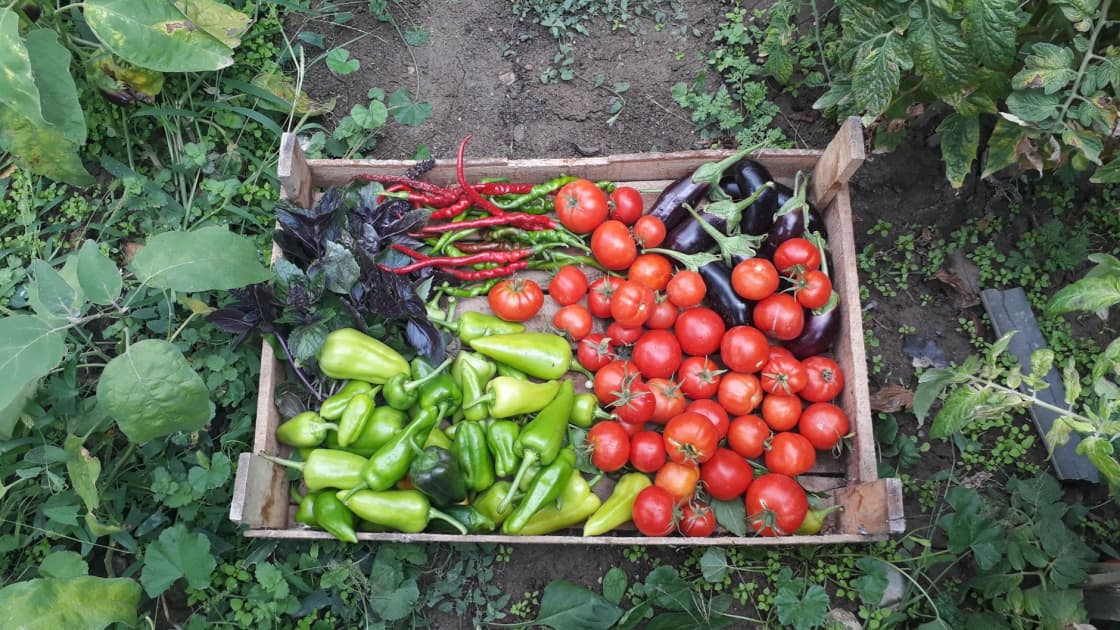 Overhead view of a shallow wooden crate filled with just-picked red tomatoes, pale green peppers, long red and green chilies, glossy purple eggplants and a bunch of purple basil, set down among leafy plants in a vegetable garden