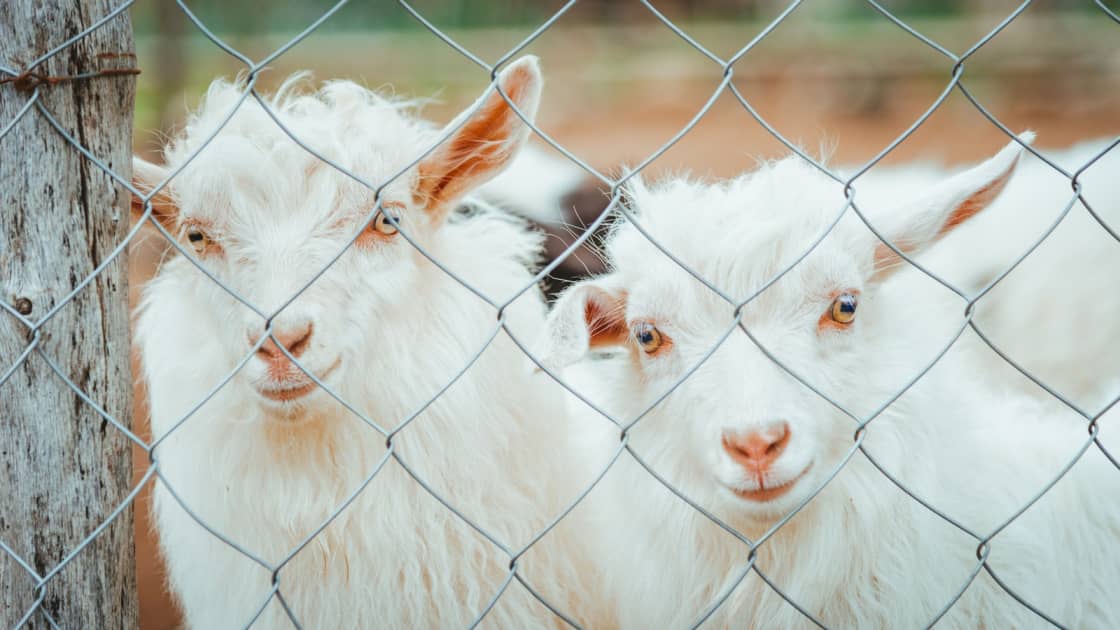 Two white goats with pink noses peering through a chain-link fence