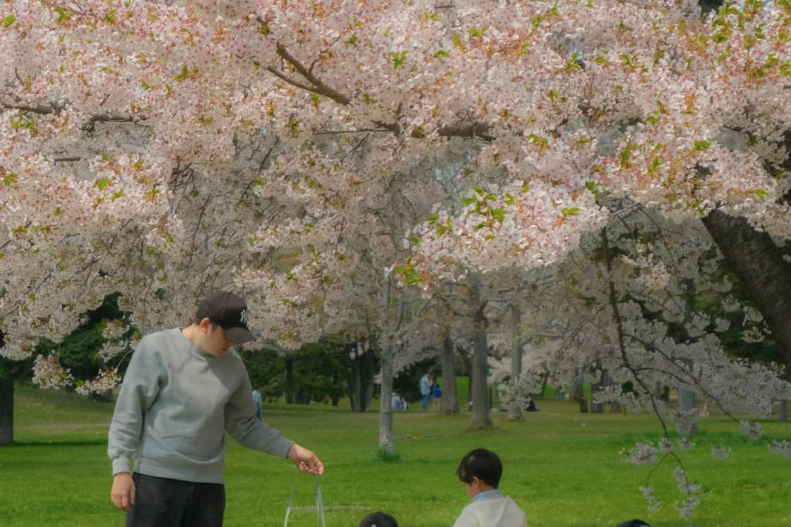 A family picnicking on a blanket in the grass beneath a big flowering cherry tree in spring