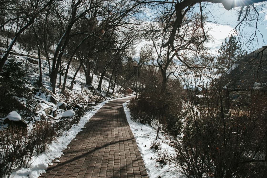 A brick walkway winds between bare trees and melting snowbanks on a late-winter afternoon, a few evergreens along the path.
