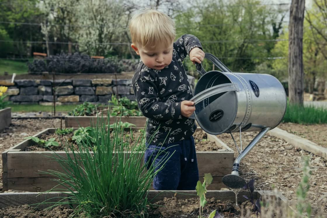 A toddler tipping a big metal watering can over raised garden beds of young spring plants