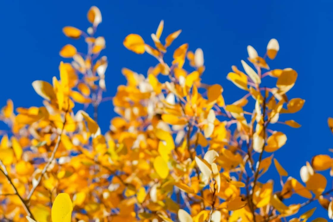 Bright yellow fall leaves stand out against a deep blue October sky, the color that peaks in the canyons this month.
