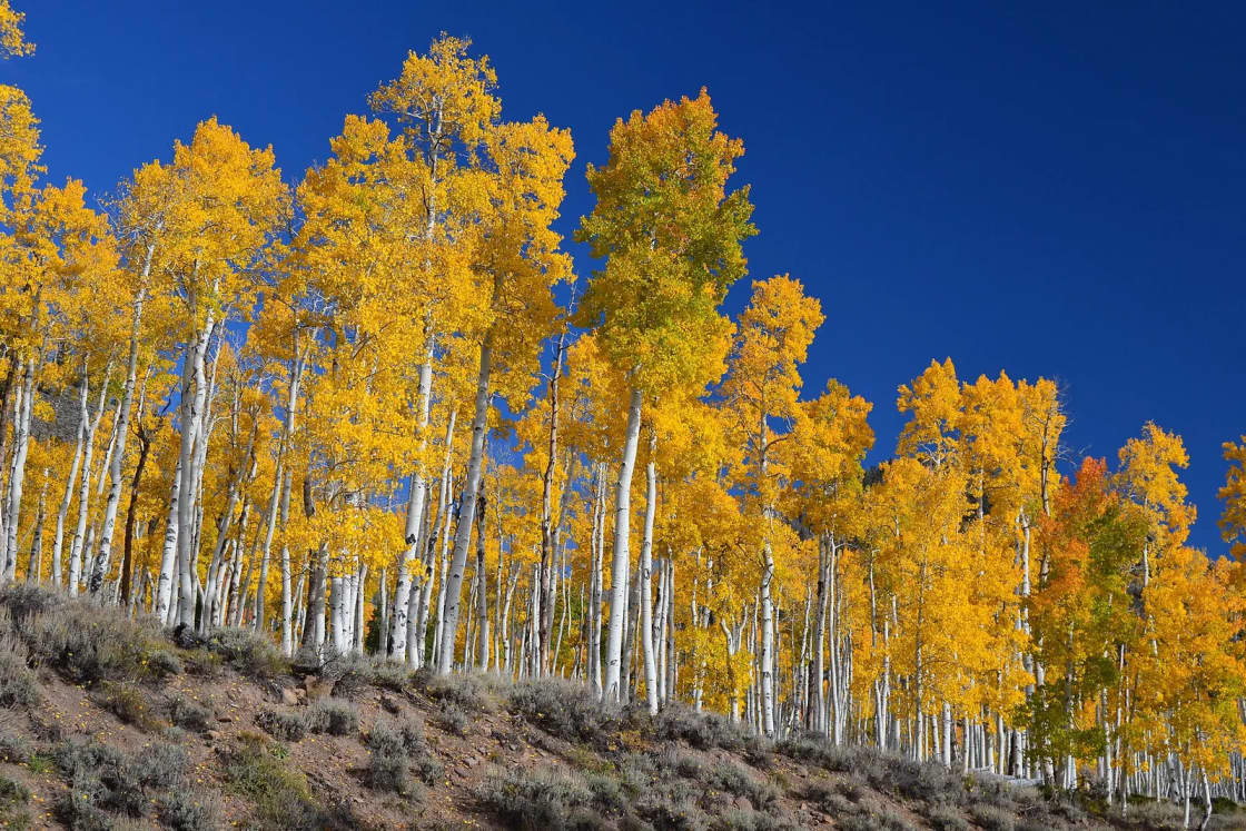 A hillside of white-trunked aspens with golden fall leaves under a deep blue sky in Fishlake National Forest.