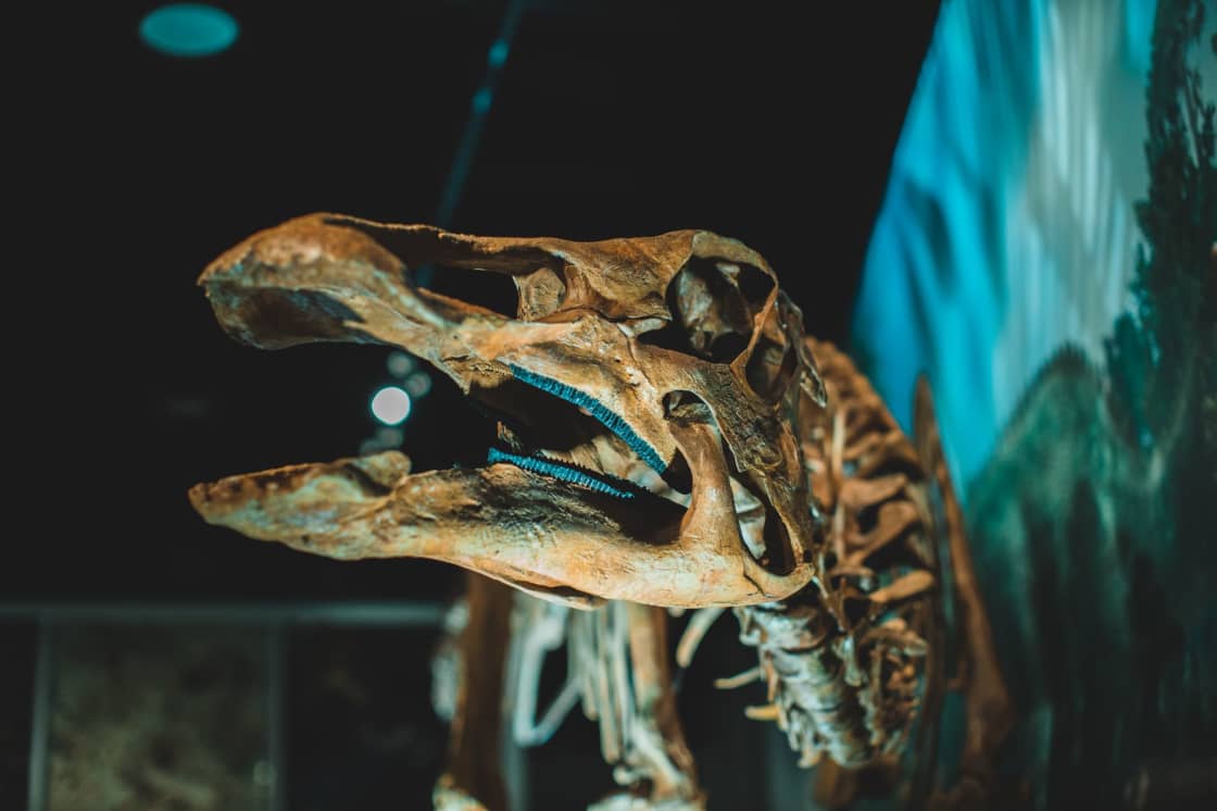 The long, duck-billed skull of a mounted dinosaur skeleton lit against a dark museum hall, with more of the skeleton's neck and ribs behind it and a painted blue-green landscape on the wall beside it