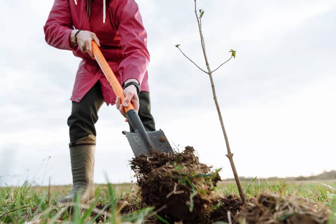A person in a pink jacket and rubber boots turning soil with a shovel beside a newly planted bare sapling on a grassy lot