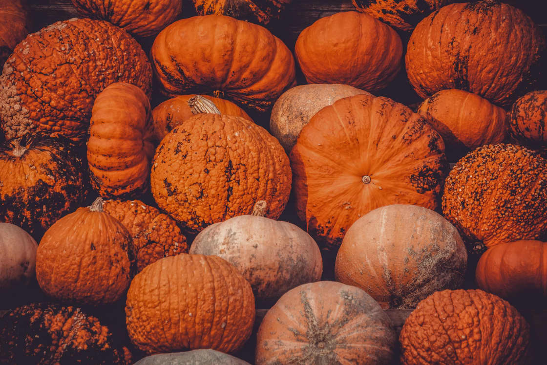 A dense mass of pumpkins and winter squash packed together, ranging from deep orange with warty, ridged skins to smooth pale tan and cream