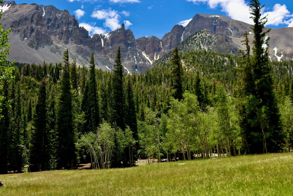A green meadow edged by aspens and spruce in Great Basin National Park, with gray, snow-streaked peaks rising behind the trees.