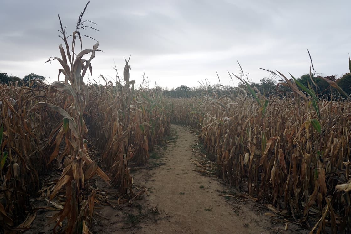 A narrow path running between two towering walls of dry corn stalks at night, the stalks lit from one side and the route ahead disappearing into darkness