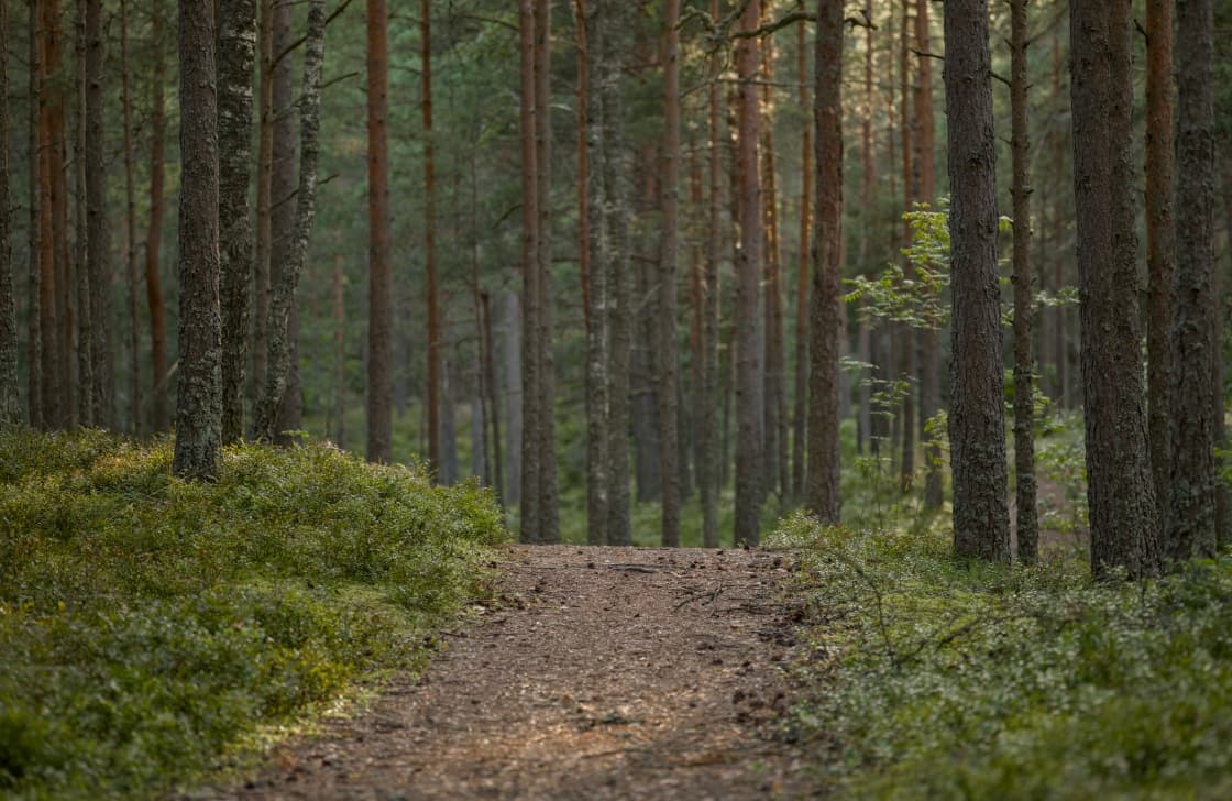 A dirt path running through a sunlit green pine forest