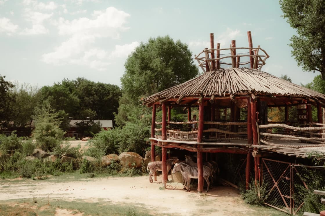 A rustic wooden shelter in a zoo enclosure with zebras standing nearby