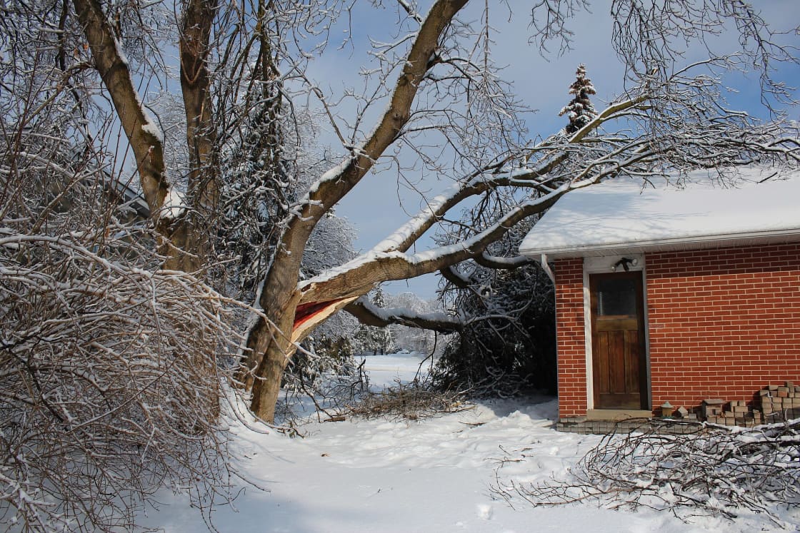 A large tree bent and fallen against the roof of a brick house after a heavy snowfall, snow covering the ground