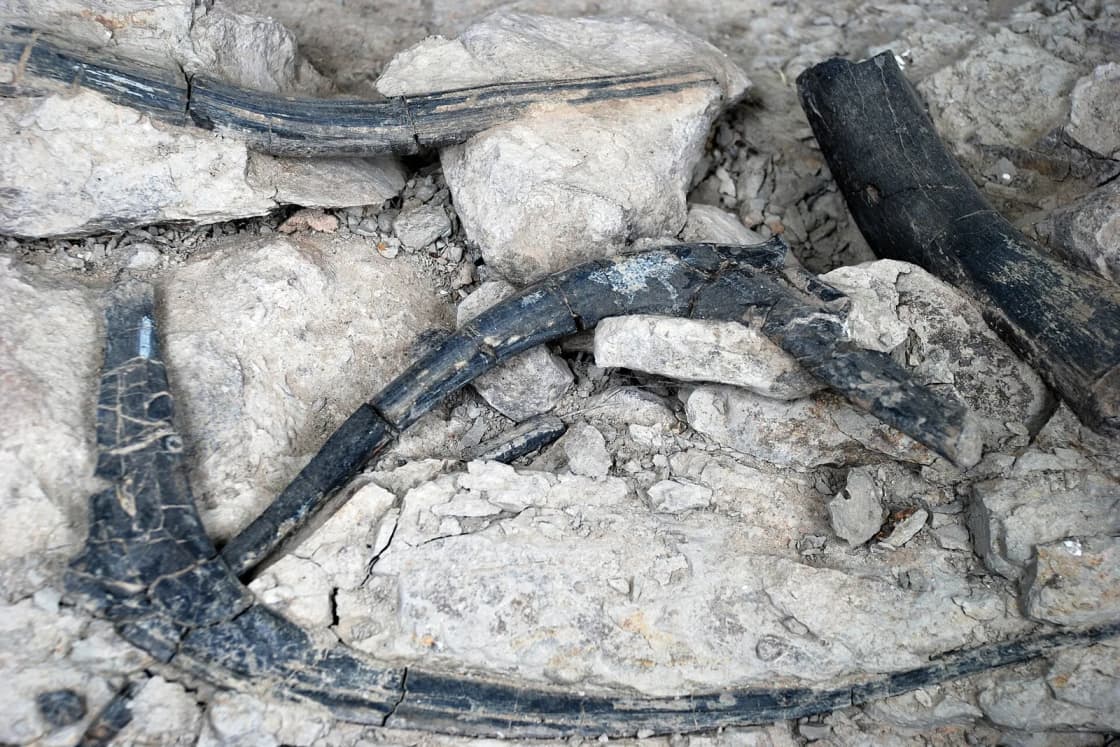Dark fossil dinosaur bones lying in pale rock at the Cleveland-Lloyd Dinosaur Quarry in Utah.