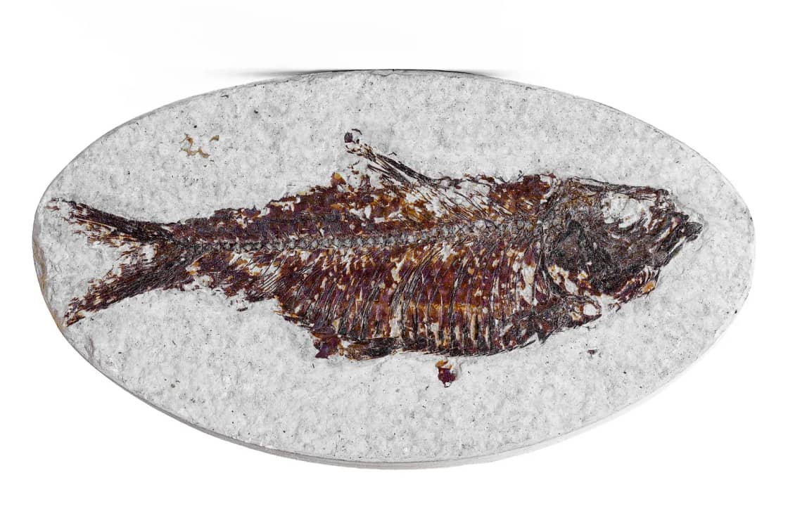 A fossil Knightia fish preserved in a pale oval slab of Green River Formation limestone.