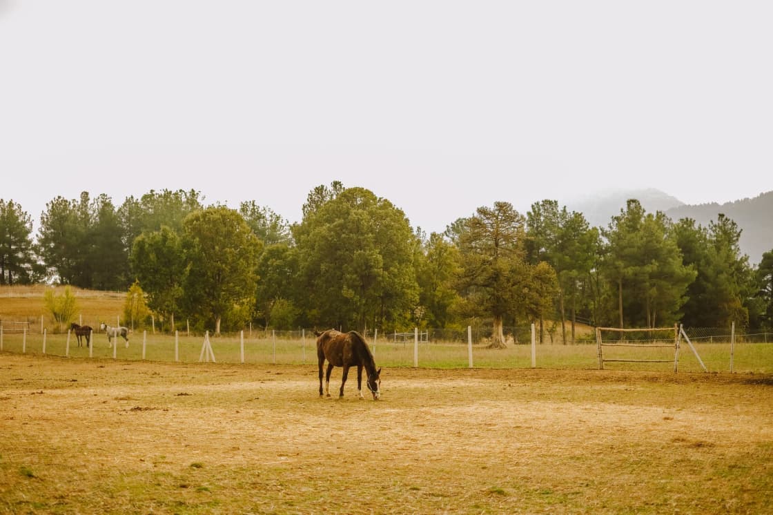 A horse grazing in a dry fenced paddock with two more horses beyond the fence line, conifers and a wooded ridge behind