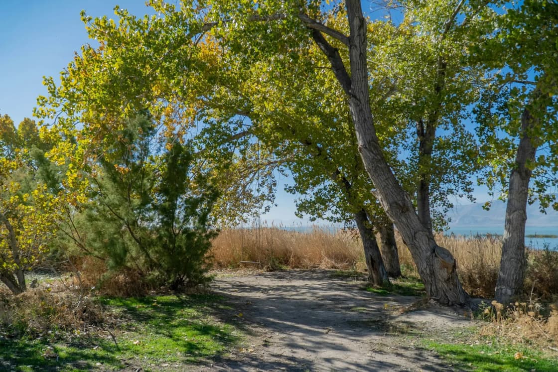 A dirt path under cottonwoods turning yellow leads toward the Utah Lake shoreline in Vineyard, reeds and open water beyond