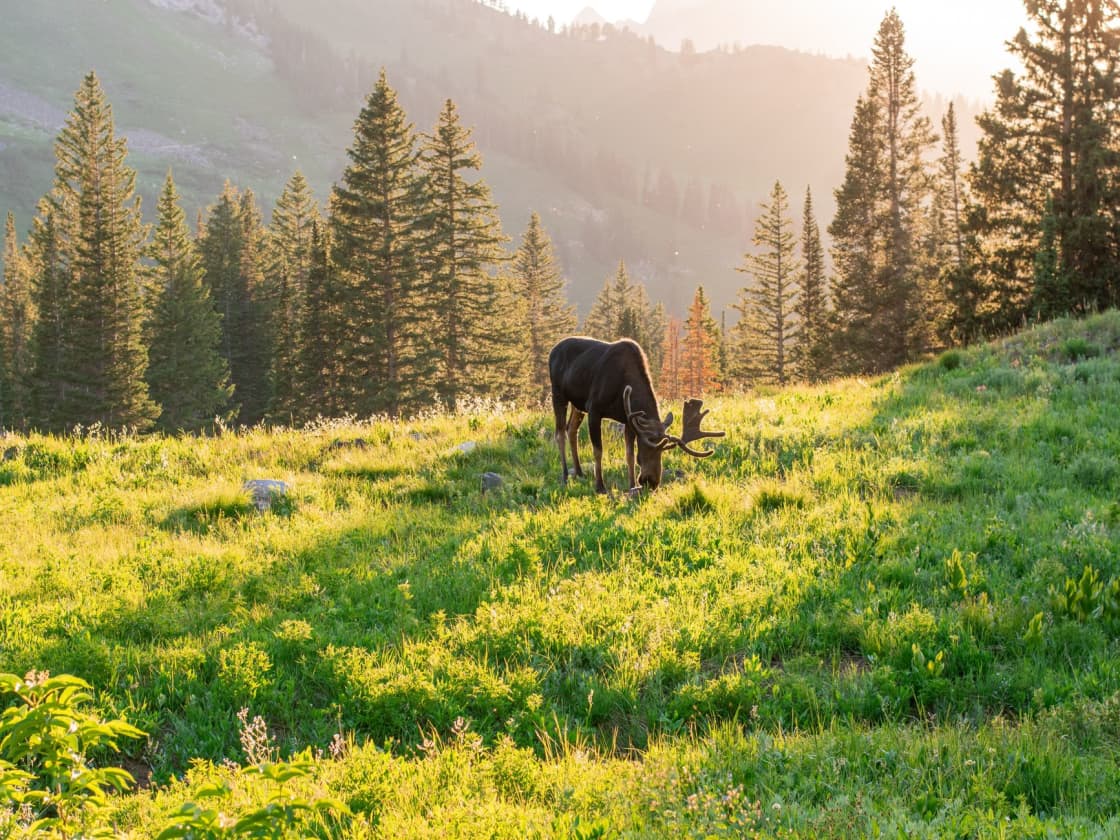 A young bull moose with velvet-covered antlers grazing on a sunlit green mountain slope, backlit by low sun, with tall conifers and a hazy mountainside behind it