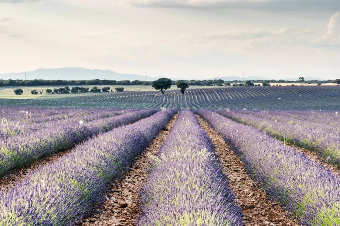 Rows of flowering lavender converging toward a distant line of trees and low hills