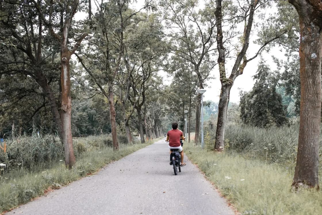 Cyclist enjoying a peaceful solo ride through a lush, tree-lined countryside trail