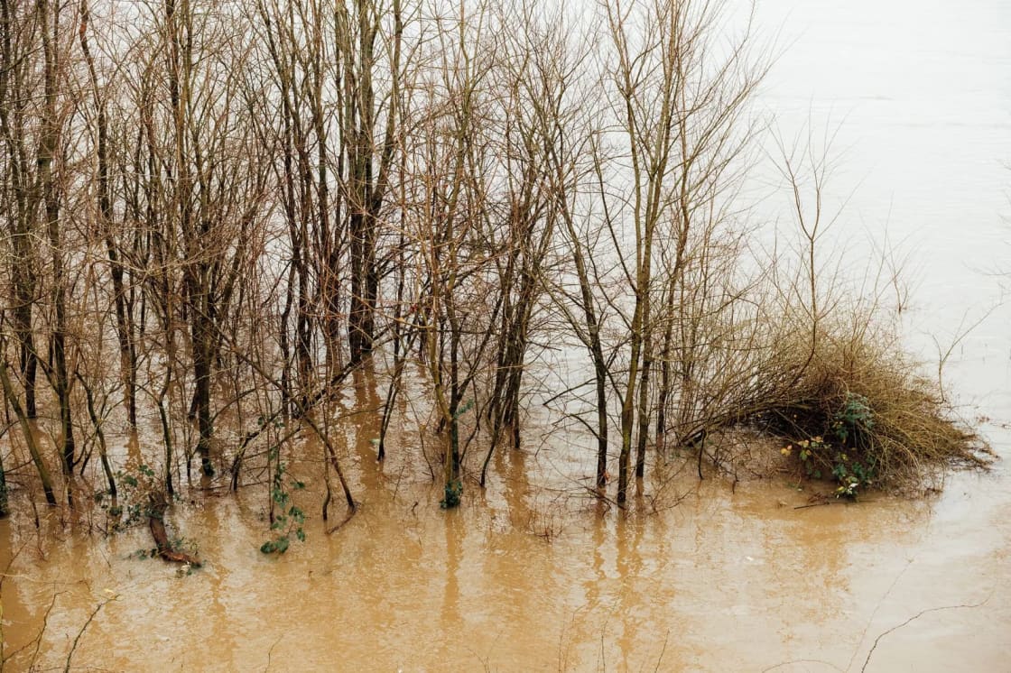 Bare trees standing in muddy floodwater spread across low ground