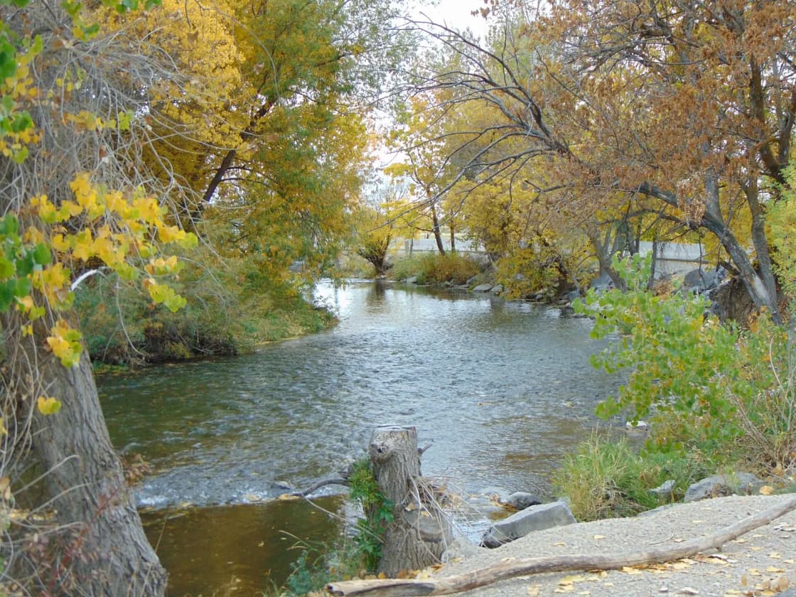The lower Provo River in Provo, Utah, seen looking west from the Lakeshore Bridge trailhead on the Provo River Parkway, with cottonwoods in yellow autumn color leaning over the water