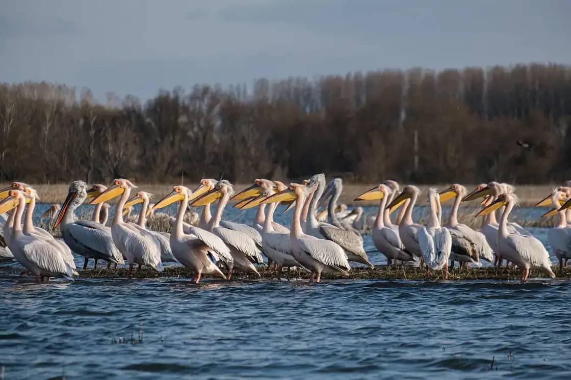 A line of white pelicans standing on a sandbar in shallow water