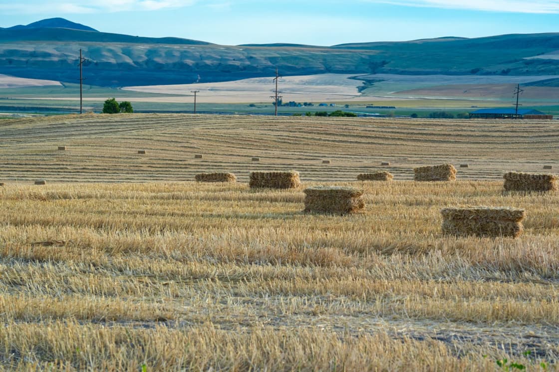 A cut hayfield with rectangular straw bales scattered over stubble rows, power poles along the field edge and low dry hills on the horizon